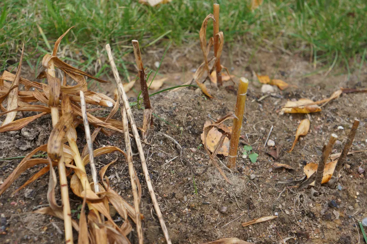 plante sechee tiges coupees sol gazon feuilles fanees lilium