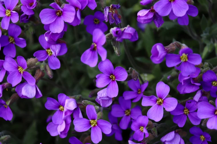 planter des aubrietes en septembre fleurs violettes