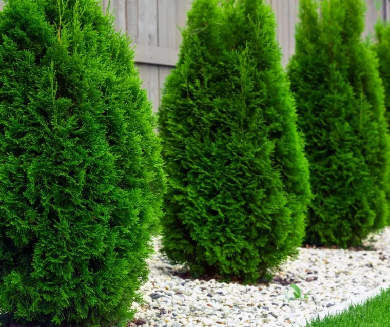 planter une haie de thuyas dans le jardin sur de gravier blanc