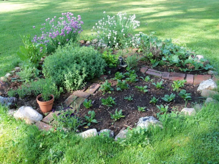 plantes aromatiques a planter en septembre dans un jardin (1)
