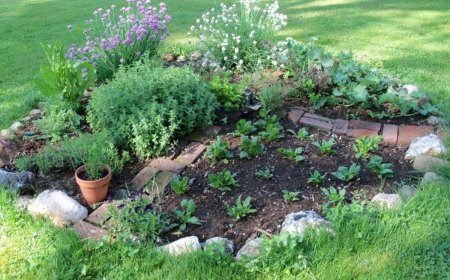 plantes aromatiques a planter en septembre dans un jardin