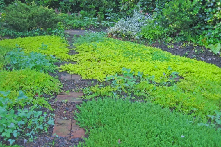 plantes couvre col pour remplacer le gazon vert jardin