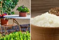 Pourquoi mettre du riz dans les pots de fleurs ? Un mythe à éviter, sinon à exécuter proprement