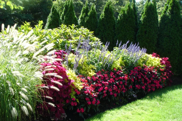 plantes pour une haie fleurie toute l annee pelouse verte fleurs rouges et violettes