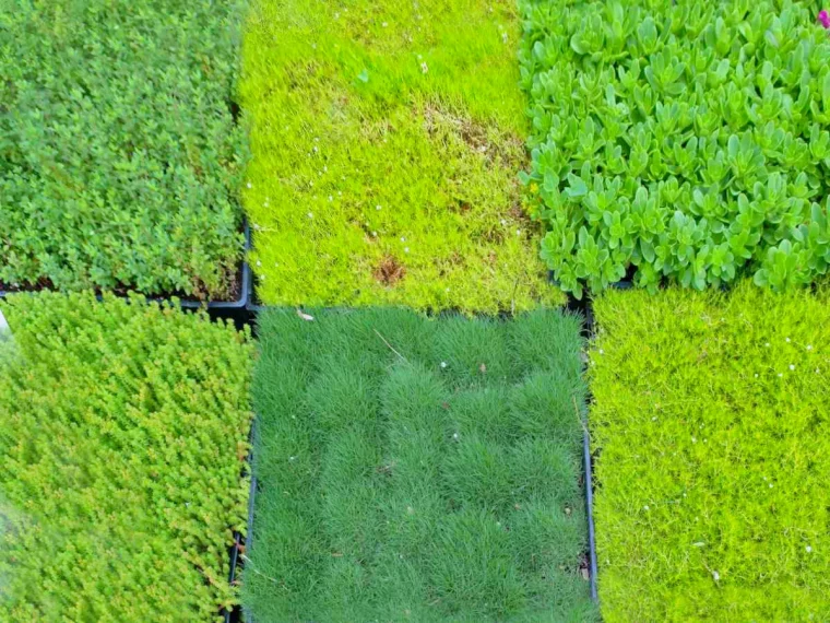 plantes vivaces economiques remplacer le gazon vert