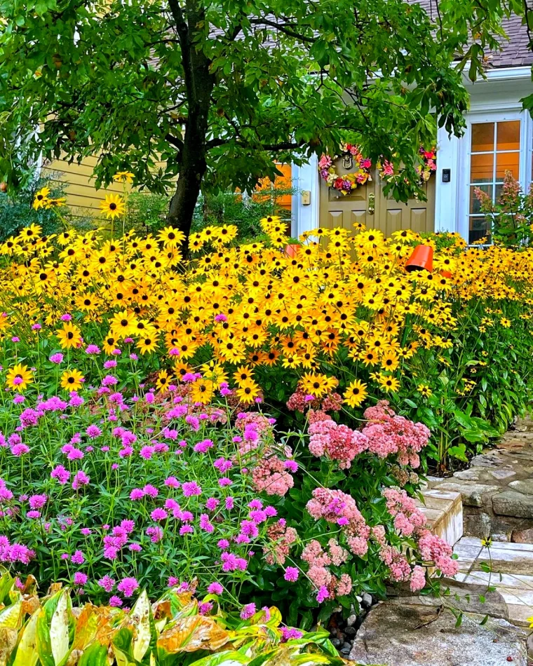 plantes vivaces qui fleurissent le plis longtemps fleurs jaunes et roses
