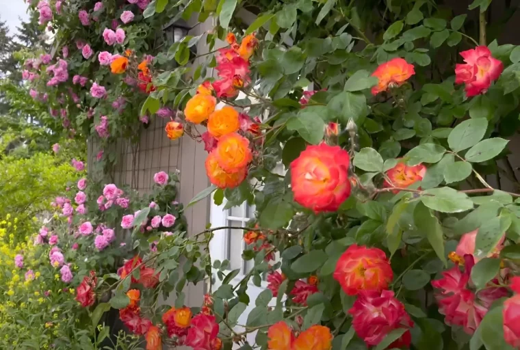 plusieurs rosiers grimpants de couleurs rose rouge orange arborant la facade d une maison