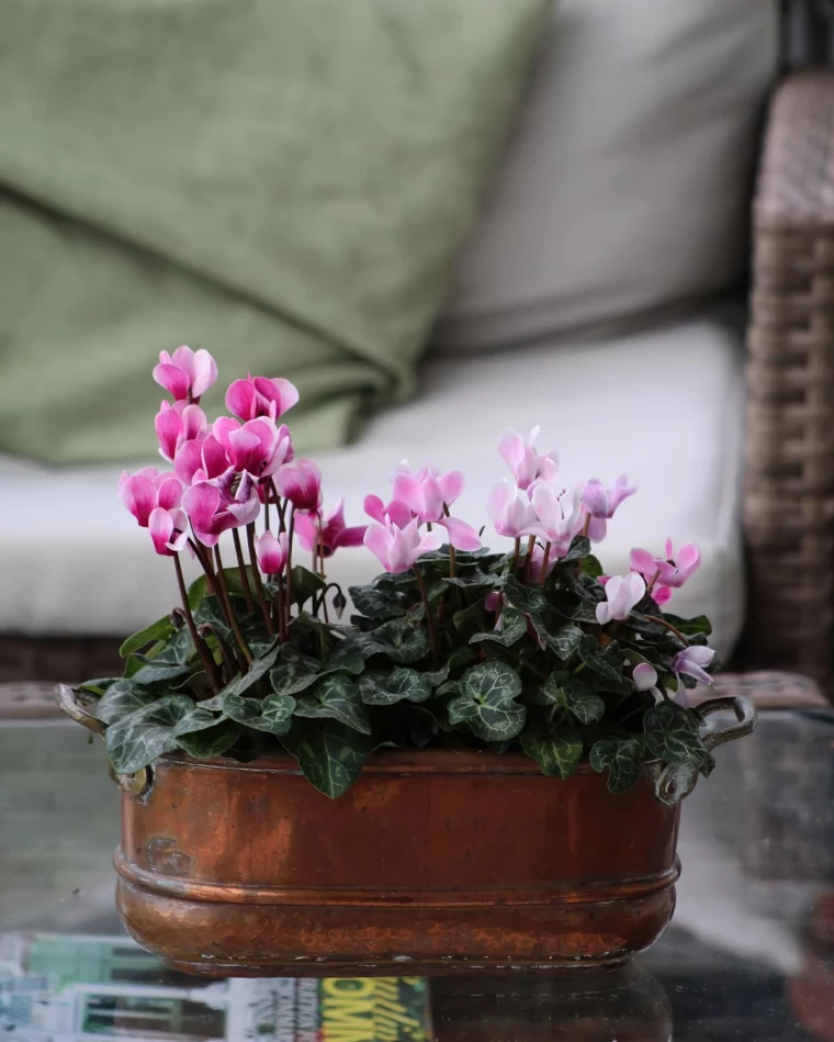 pot cuivre cyclamen floraison feuillage panache meuble jardin tresse