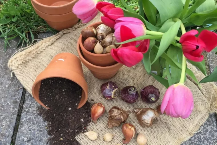 pot terre cuite sol perlite sac fibre naturelle bouquet tulipes