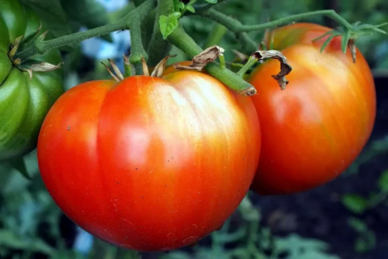 potager plants tomates fruits abimees taches blanches peau rouge