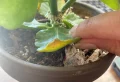 Pourquoi les feuilles de mon kalanchoé tombent toutes ? Les meilleurs conseils pour sauver la plante