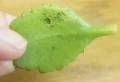 Pourquoi les feuilles de mon kalanchoé tombent toutes ? Les meilleurs conseils pour sauver la plante