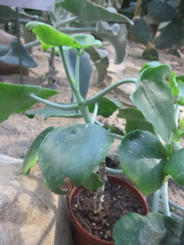 pourquoi les feuilles de mon kalanchoe tombent toutes selon les experts