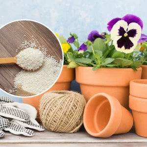 pourquoi mettre du riz dans les pots de fleurs pots terre cuit cuillere graines