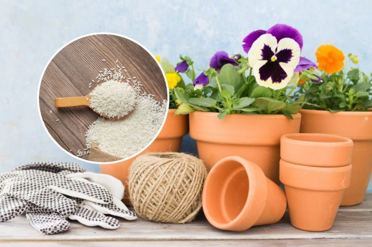 pourquoi mettre du riz dans les pots de fleurs pots terre cuit cuillere graines