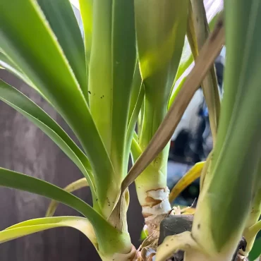 pourquoi mon yucca jaunit et perd ses feuilles tout ce qu il faut savoir
