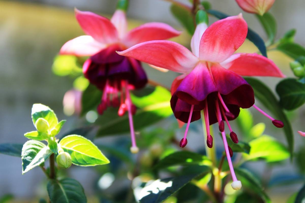 Comment bouturer un fuchsia dans l’eau ? Explications et astuces pour propagation réussie