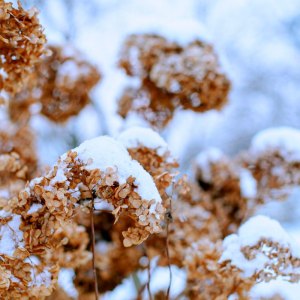 Comment préparer les hortensias pour l'hiver, de façon qu'elles refleurissent l'année prochaine