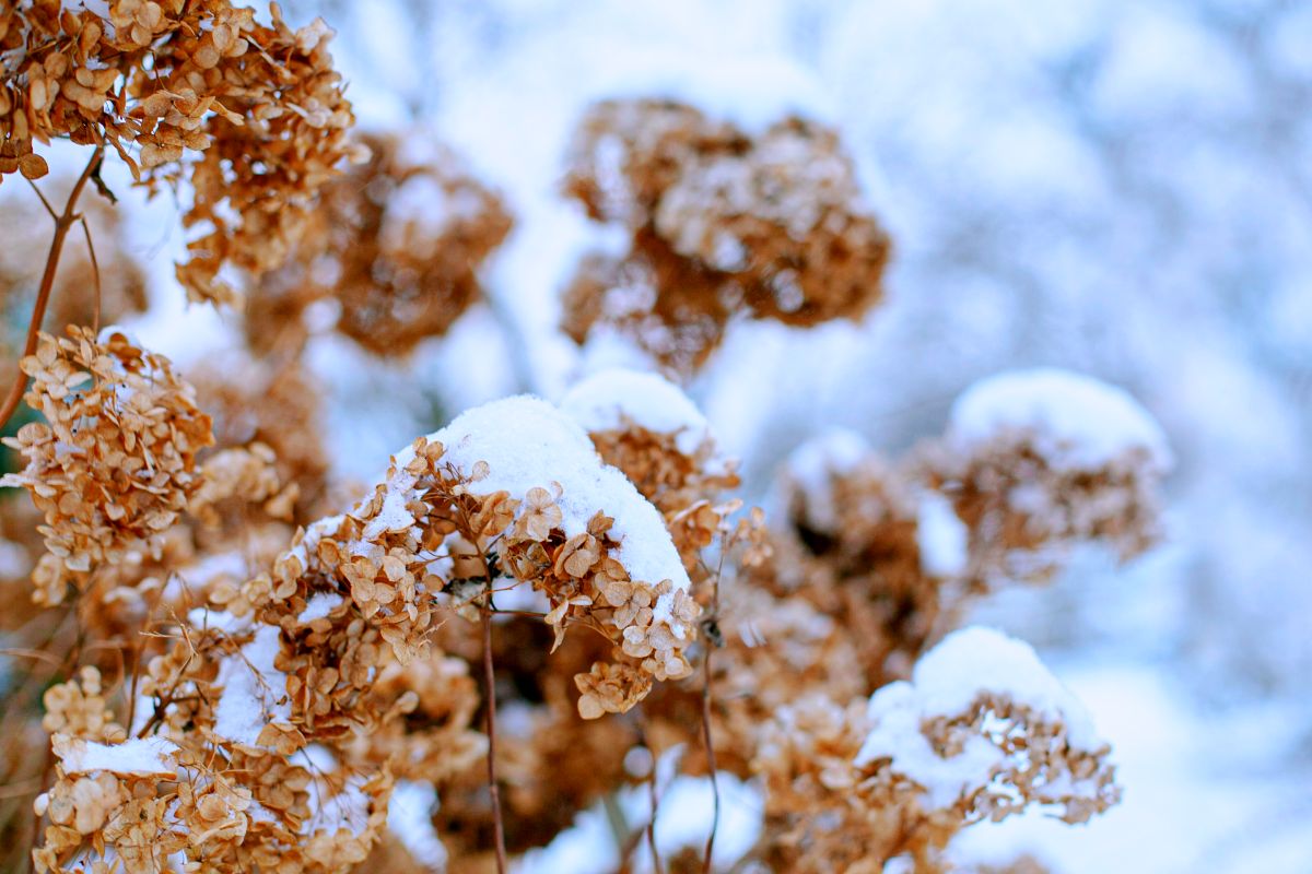 Comment protéger ses hortensias en hiver ? : Femme Actuelle Le MAG