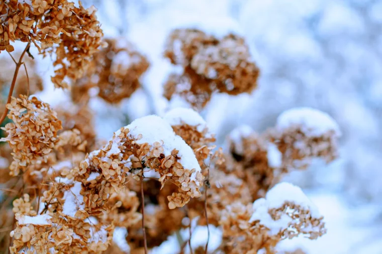 proteger les hortensias contre le froid en hiver hivernation facile