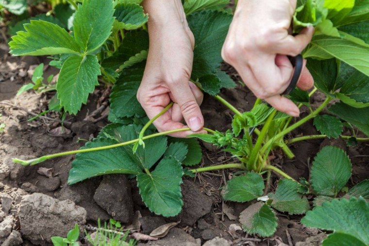 quand bouturer les fraisiers couper des stolons feuillage pied fruits