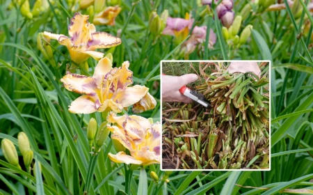 quand couper les tiges des lys fleurs petales jaunes tiges longues feuilles vertes