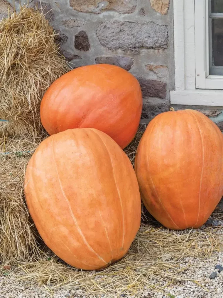 quand et comment recolter les citrouilles