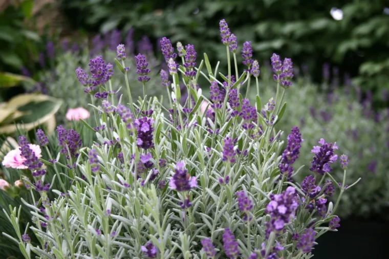 quand et comment tailler la lavande proprement guide du jardinier pratique