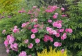 Comment tailler les rosiers en septembre ? Les règles importantes à respecter et les erreurs à éviter
