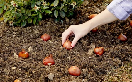 quand planter les bulbes de tulipes arbuste jardin terre sol main femme manucure vernis rose