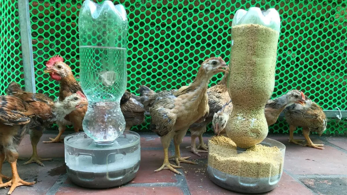 que faire avec bouteilles en plastique oiseaux domestiques grillage nourriture eau
