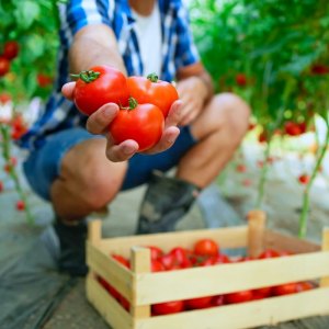 Comment prolonger la saison des tomates ? 6 options possible pour les mûrir en quelques semaines