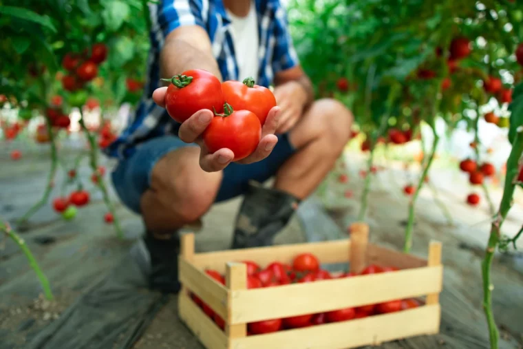 que faire avec mes tomates en septembre legumes rouges cagette bois