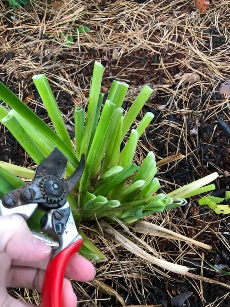 que faire d un lys apres floraison secateur jardin paille taille plante vivace