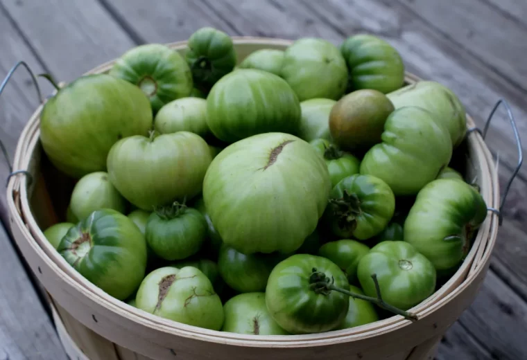 que faire des tomates vertes en fin de saison