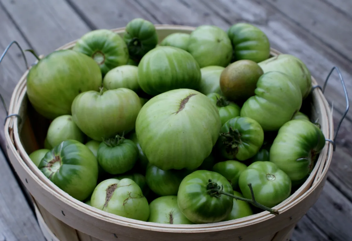 que faire des tomates vertes en fin de saison