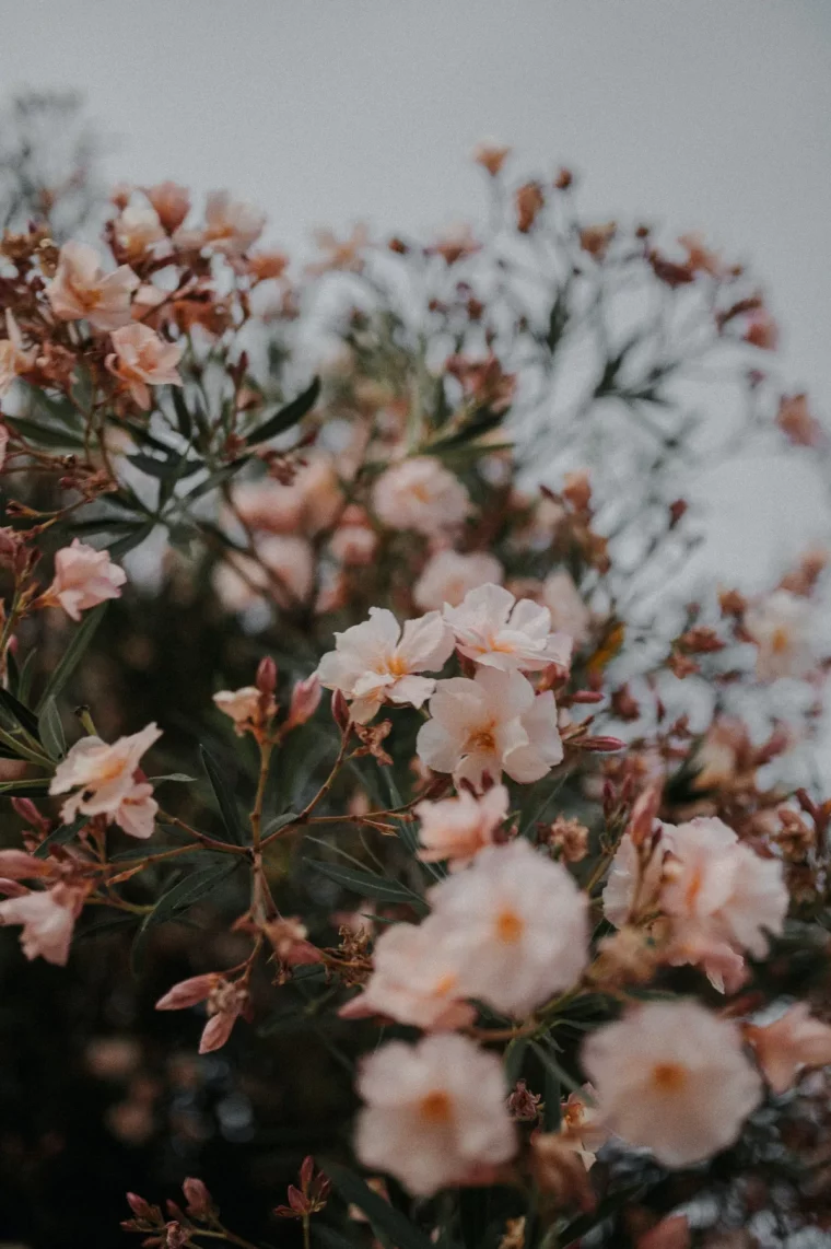 que faire pour bien entretenir un laurier rose été prolonger floraison en septembre