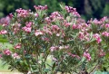 Prolonger la floraison du laurier rose en septembre, grâce à ces 6 gestes d’entretien