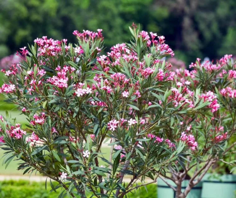 que faire pour prolonger la floraison du laurier rose septembre bien entretenir nourrir