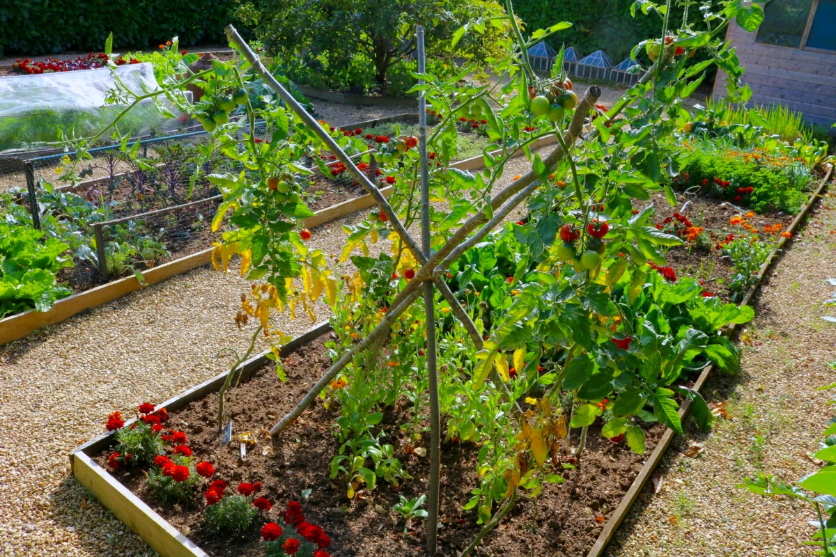 que planter apres les tomates potager bio legumes rouges
