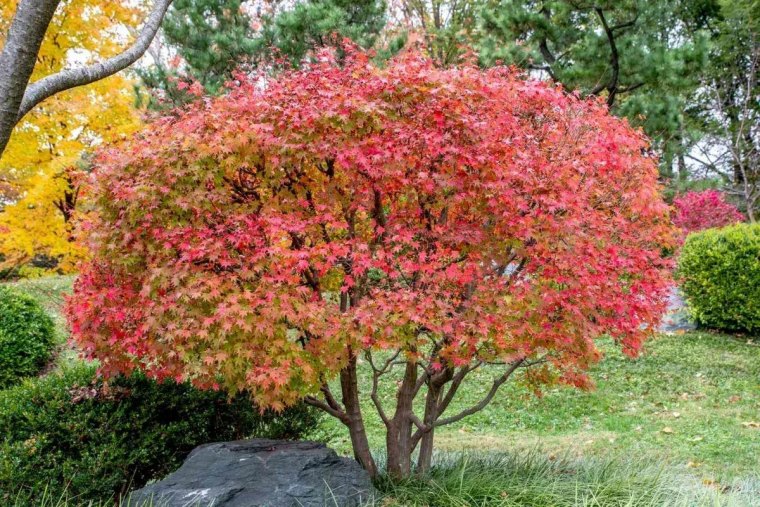 quel arbre planter dans le jardin pour un spectacle colore