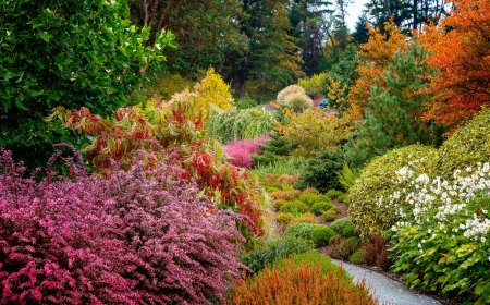 quel arbuste planter en septembre jardin automnale colore rouge vert orange