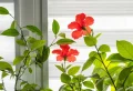 Comment préparer mon hibiscus pour l’hiver ? Guide complet pour réussir l’hivernage de cette plante tropicale