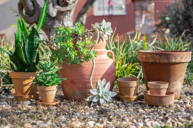 quel type de pot utiliser pour panter des succulents