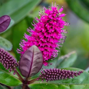 Quelle plante peut rester dehors toute l'année ? 8 espèces résistantes aux caprices du temps