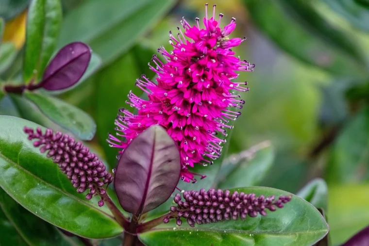 quelle plante peut rester dehors toute l annee veronique arbustive hebe violet