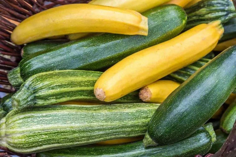 quelle taille de courgette est la plus croquante