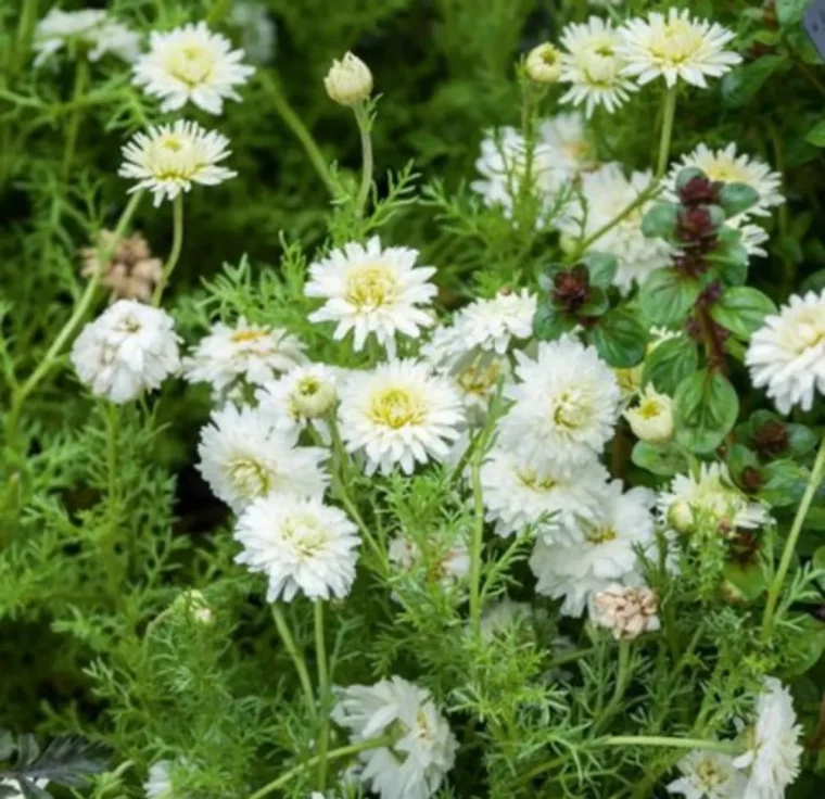 quelles sont les graines de fleurs a semer en octobre camomille romaine