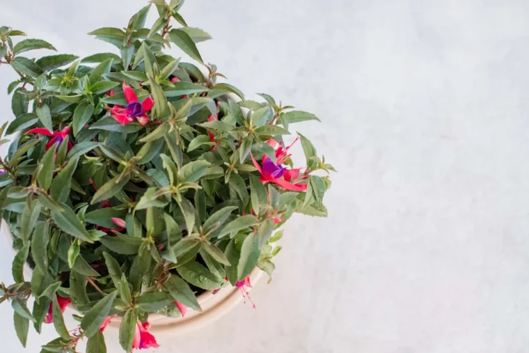 quels soins apporter a une plante fleurie pendant l hiver