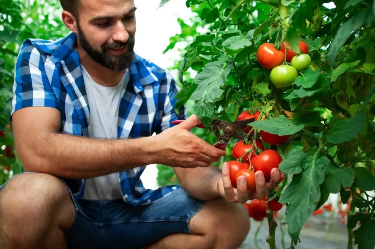 recolte tomates cerises secateur homme plants feuillage vert fonce